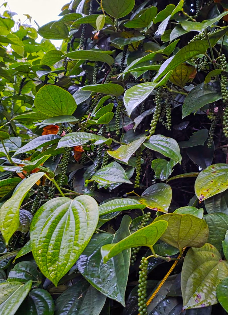 Spice Plantation in Idukki, Kerala